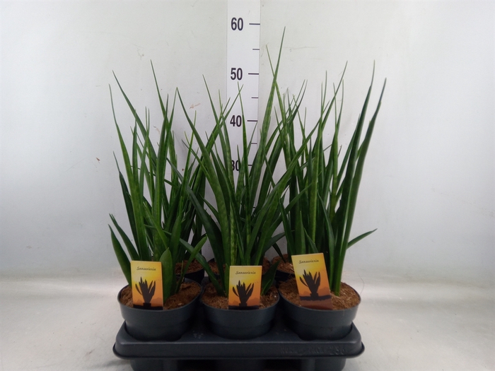 <h4>Sansevieria kirkii 'Friends'</h4>