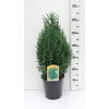 Juniperus chinensis Stricta