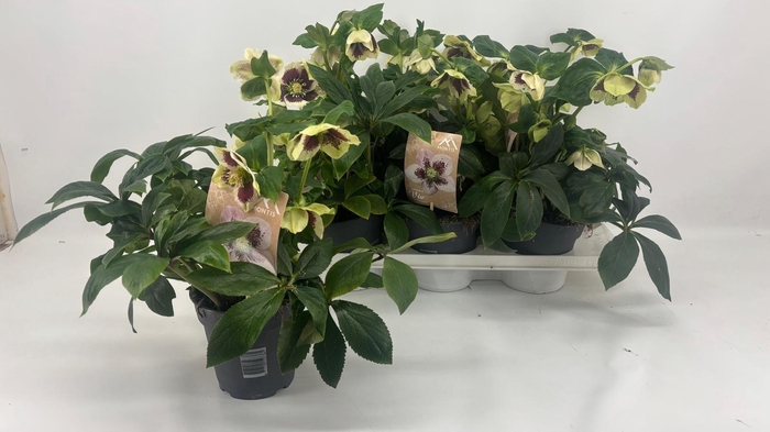 <h4>HELL ORIENTALIS</h4>