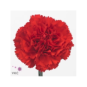 Dianthus st Don Pedro