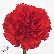 <h4>Dianthus St Don Pedro</h4>