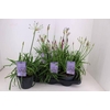 Agapanthus  'Summer Love Blue'