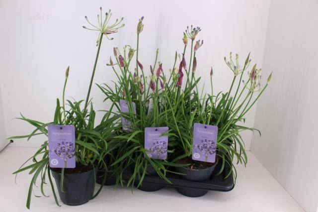 Agapanthus  'Summer Love Blue'