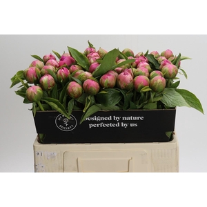Paeonia Early Flamingo