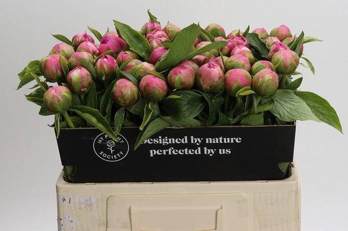 <h4>Paeonia Early Flamingo</h4>