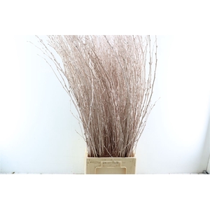 Cornus Kbh Champagne