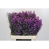 Aster Baby Pink