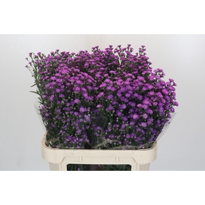 Aster Baby Pink