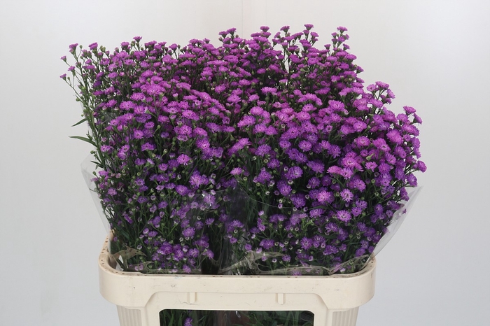 <h4>Aster Baby Pink</h4>
