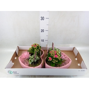 Arr.    Planten  L%
