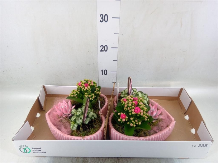 <h4>Arr.    Planten  L%</h4>