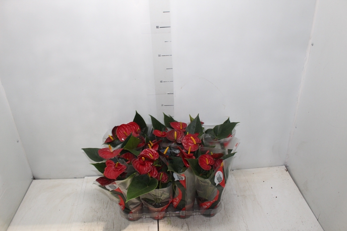 <h4>ANTHURIUM RED SUCCESS P09</h4>