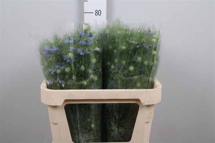 <h4>Nige D Ov Blauw Bs</h4>