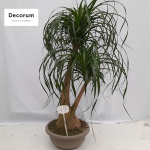 Beaucarnea vertakt op nummer 47