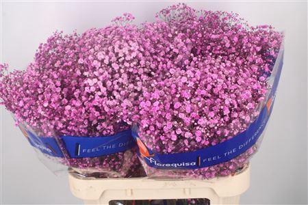 <h4>Gyps Klb Hot Pink</h4>