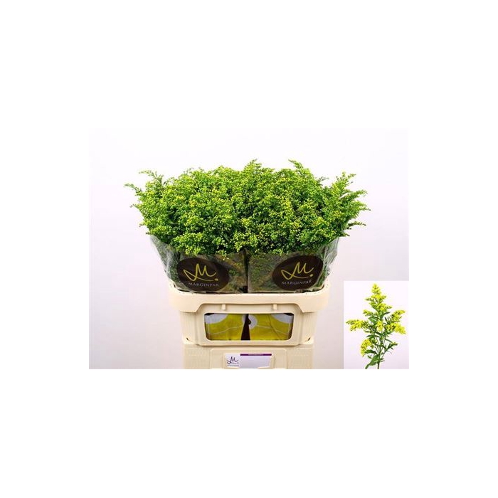 <h4>Soli Carzan Glory 80cm</h4>