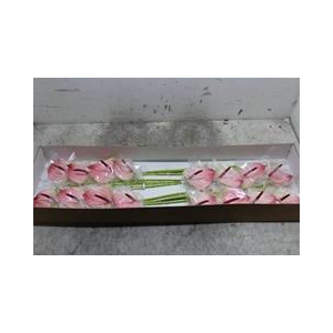 ANTH A MAXIMA ELEGAN