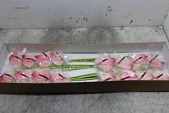 <h4>ANTH A MAXIMA ELEGAN</h4>