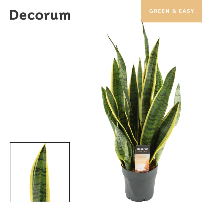 <h4>Sansevieria Laurentii P14</h4>