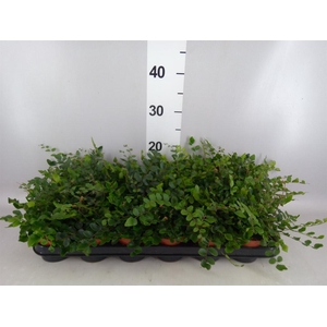 Pellaea rotundifolia