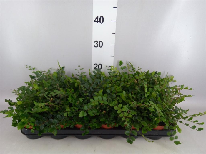 <h4>Pellaea rotundifolia</h4>