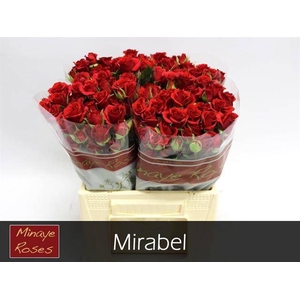 R TR MIRABEL