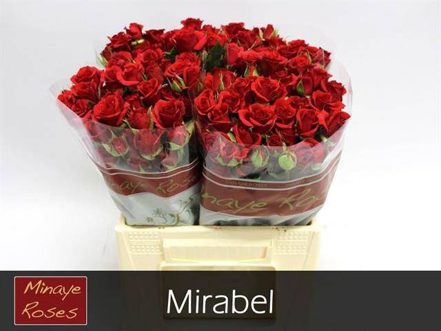 <h4>R TR MIRABEL</h4>