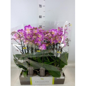 Phalaenopsis multi.   ...rose