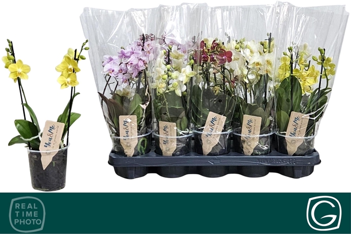 <h4>PHAL MF GEM 3 KL</h4>