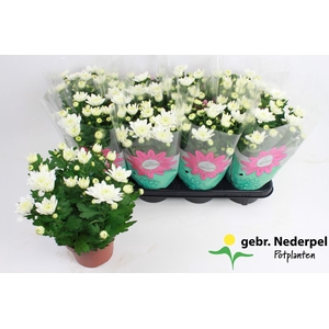 Chrysanthemum Indicum 'Chrystal White'