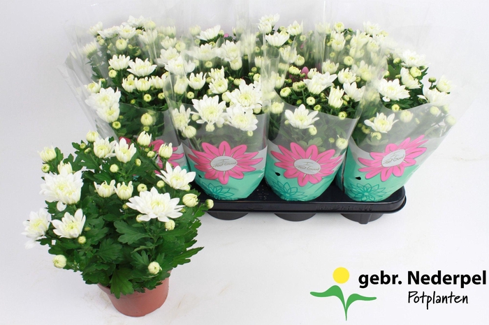<h4>Chrysanthemum Indicum 'Chrystal White'</h4>