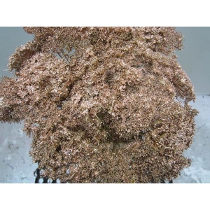 Ammi Vis Green Mist Koper