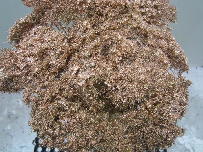 <h4>Ammi Vis Green Mist Koper</h4>