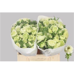 Anemone Levante Bianco