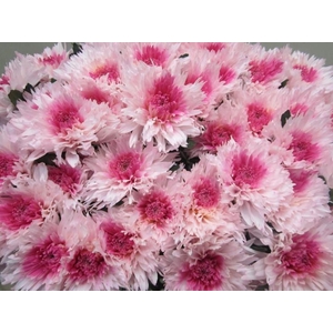 Chr G Undercover Rose / Rose