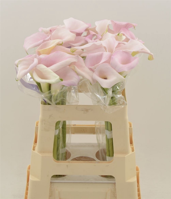 <h4>Calla Sweet Art</h4>