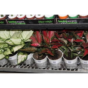 AGLAONEMA VARIADA P12