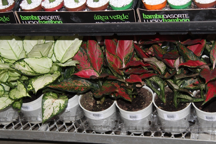 <h4>AGLAONEMA VARIADA P12</h4>