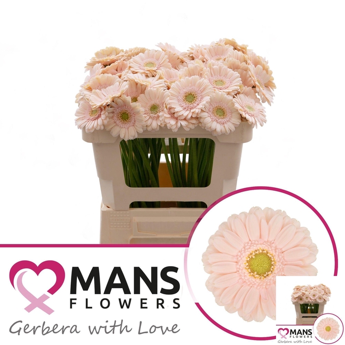 <h4>GE MI ALIX-NOOR</h4>