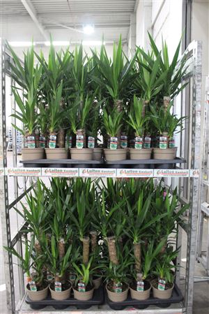 <h4>Yucca 45-20 Cm</h4>