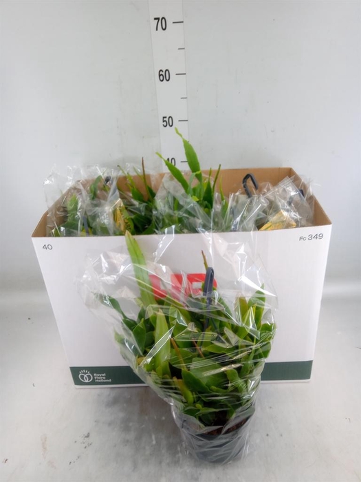 <h4>Epiphyllum   ...</h4>