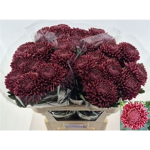 Chr G Bigoudi Red