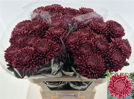 <h4>Chr G Bigoudi Red</h4>
