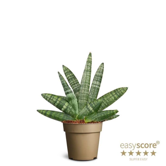 SANSEVIERIA BONCELLENSIS