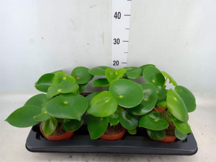 <h4>Peperomia polybotrya 'Raindrop'</h4>