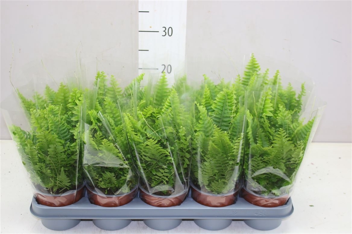 <h4>Nephrolepis Green Moment</h4>