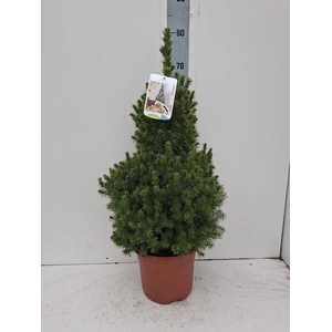 PICEA GL CONICA