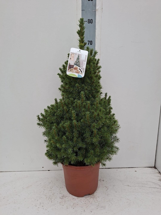 <h4>PICEA GL CONICA</h4>