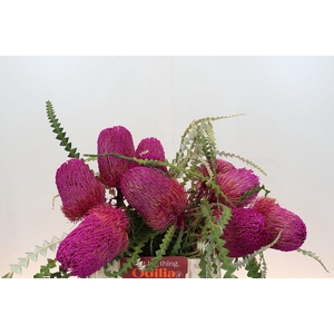 Banksia Speciosa Pink