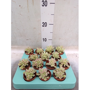 Sedum rubrotinctum 'Aurora'